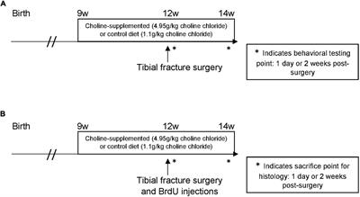 Dietary Choline Protects Against Cognitive Decline After Surgery in Mice